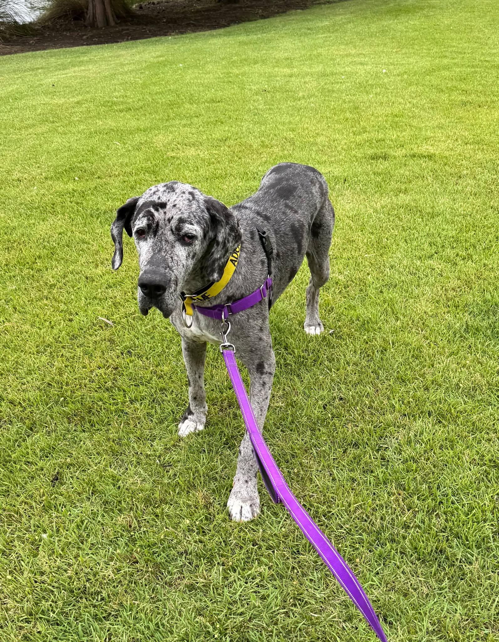 Enlarge Dottie, a Adoptable Great Dane in Pensacola, FL image 2/6