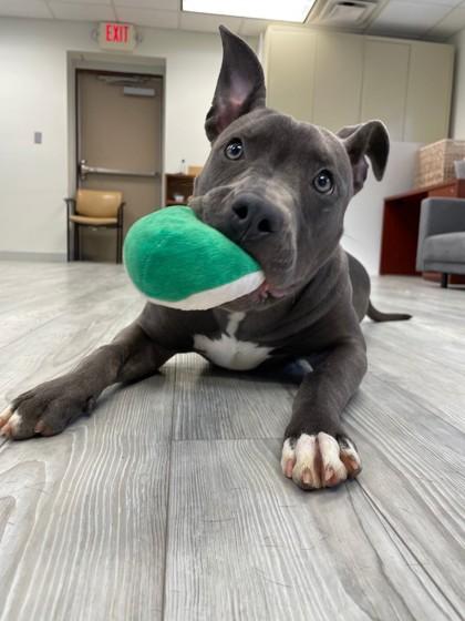 Enlarge Sierra, a Adoptable mixed breed in South Bend, IN image 3/3