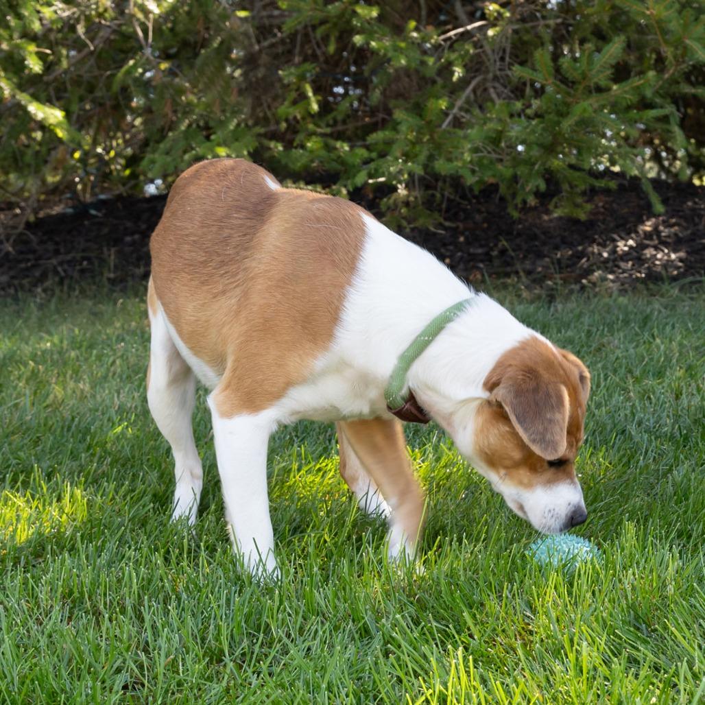 Bixby, Adoptable, Adult Male Pug & Beagle.