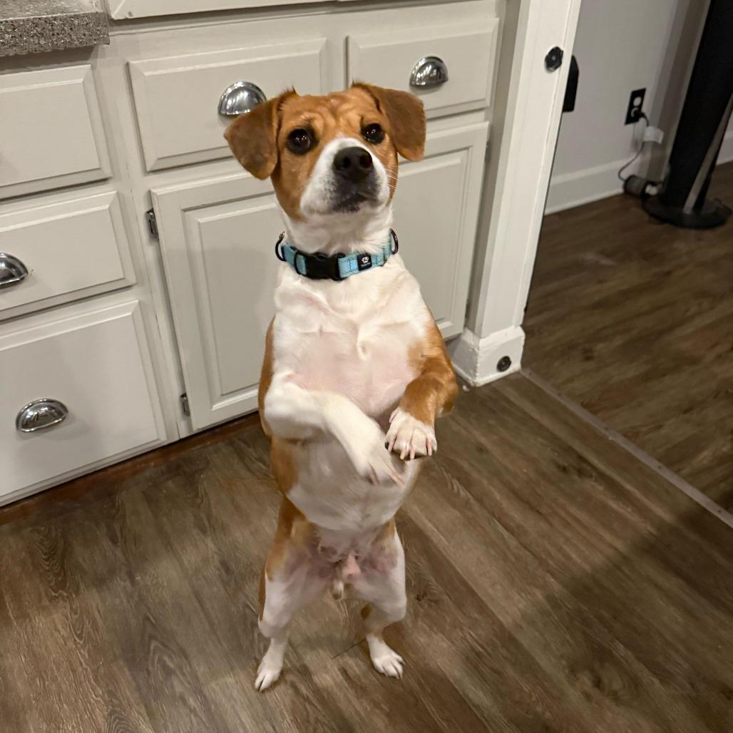 Bixby, a Adoptable mixed breed in McKean, PA image 2/6