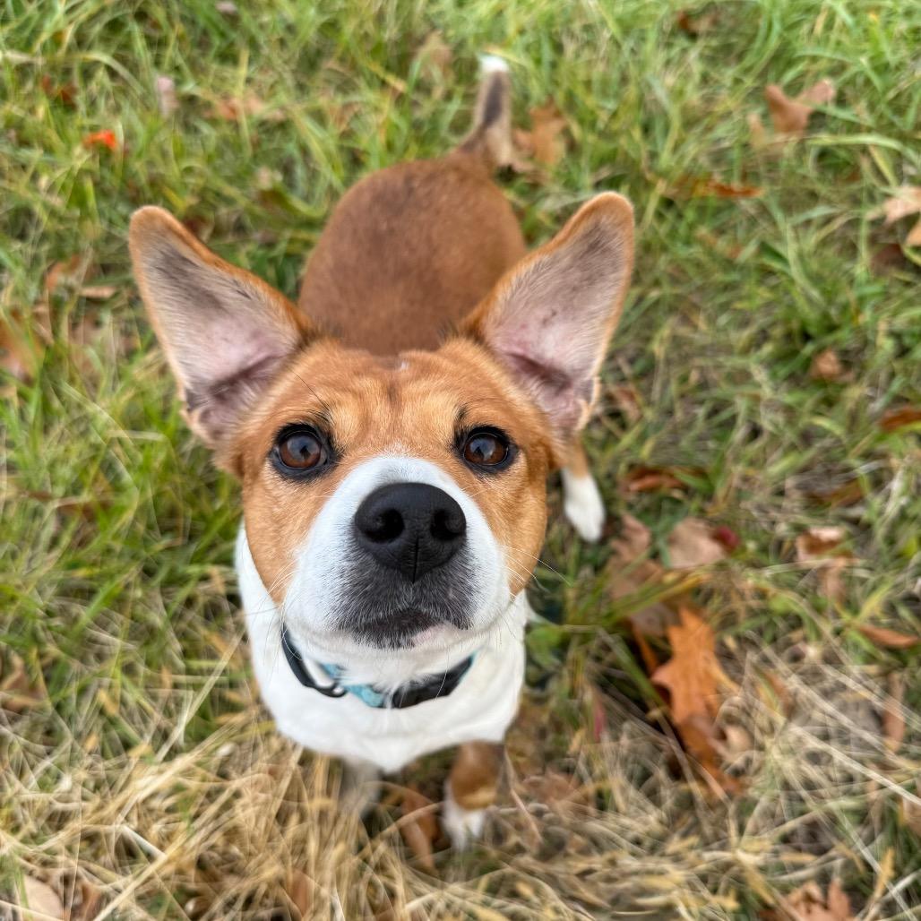 Bixby, a Adoptable mixed breed in McKean, PA image 5/6