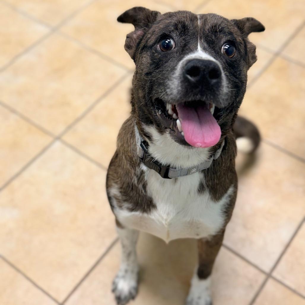 Monkey, Adoptable, Adult Male Australian Cattle Dog / Blue Heeler & Catahoula Leopard Dog.