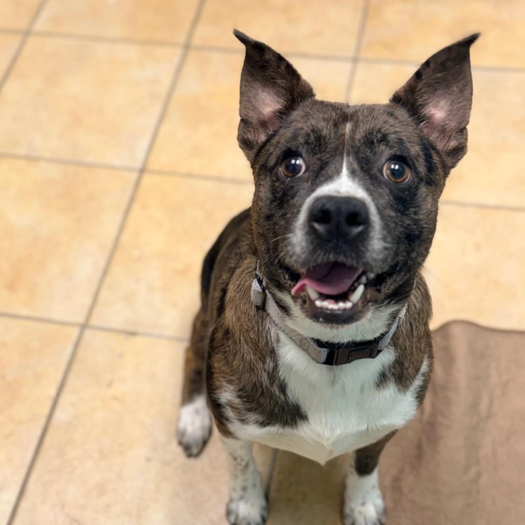 Monkey, a Adoptable mixed breed in Columbus, GA image 2/4