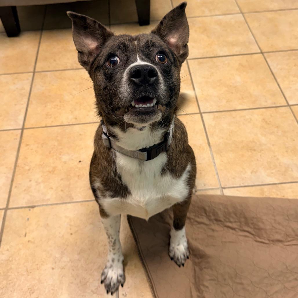 Monkey, a Adoptable mixed breed in Columbus, GA image 3/4