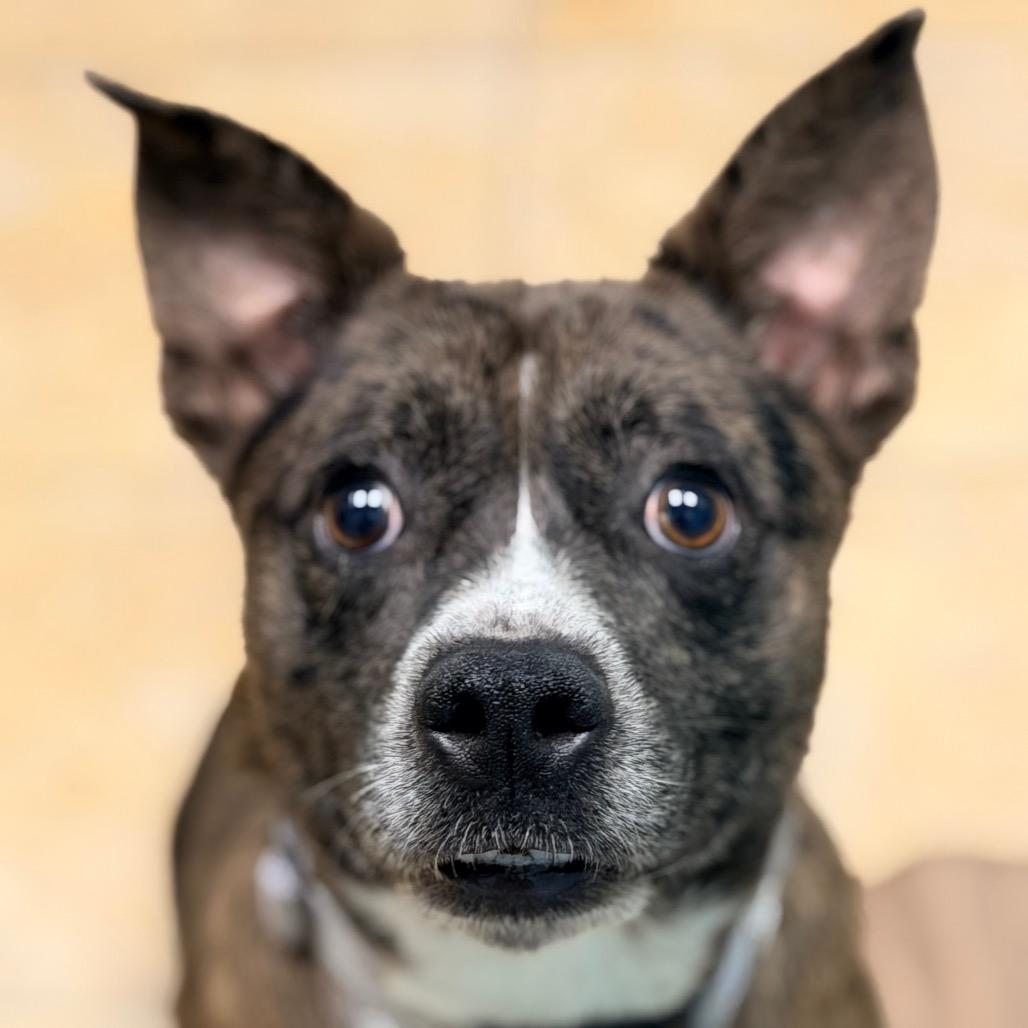Monkey, a Adoptable mixed breed in Columbus, GA image 4/4