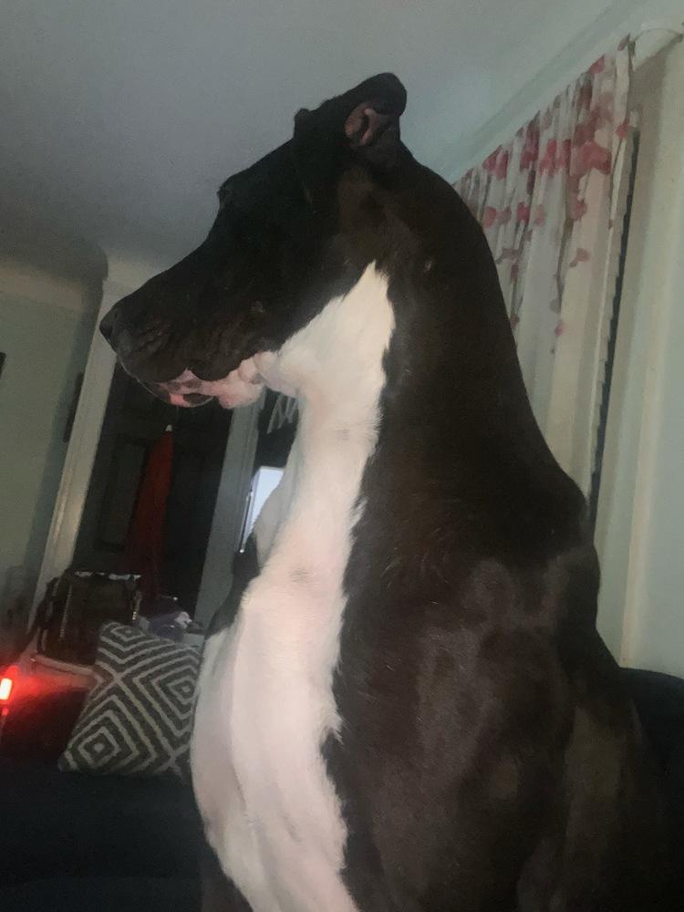 Momo (Moose), a Adoptable mixed breed in Plymouth, MI image 1/6