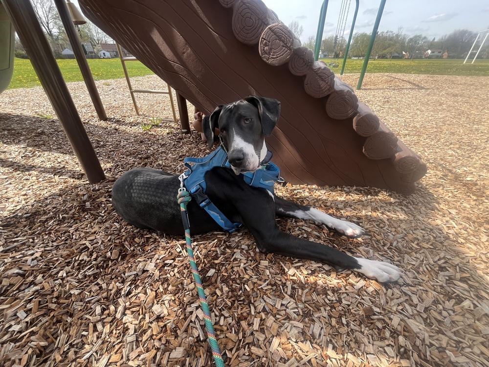 Momo (Moose), a Adoptable mixed breed in Plymouth, MI image 2/6