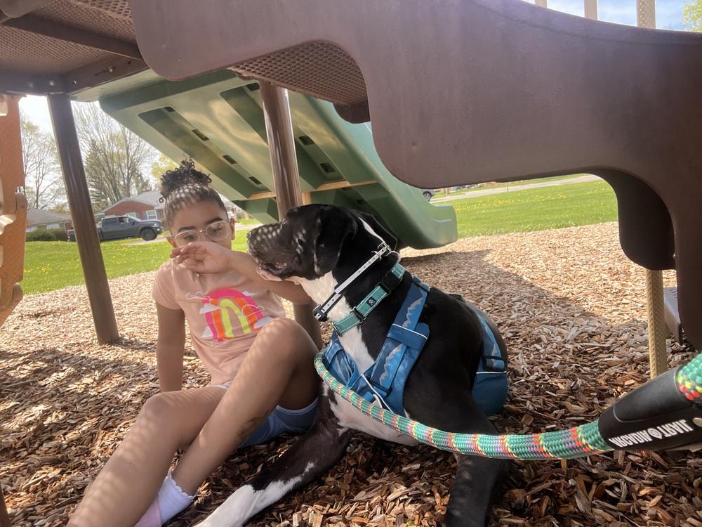 Momo (Moose), a Adoptable mixed breed in Plymouth, MI image 3/6
