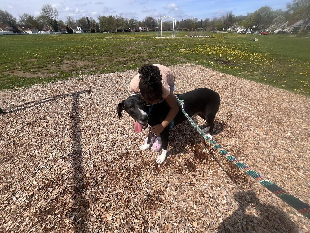 Momo (Moose), a Adoptable mixed breed in Plymouth, MI image 4/6