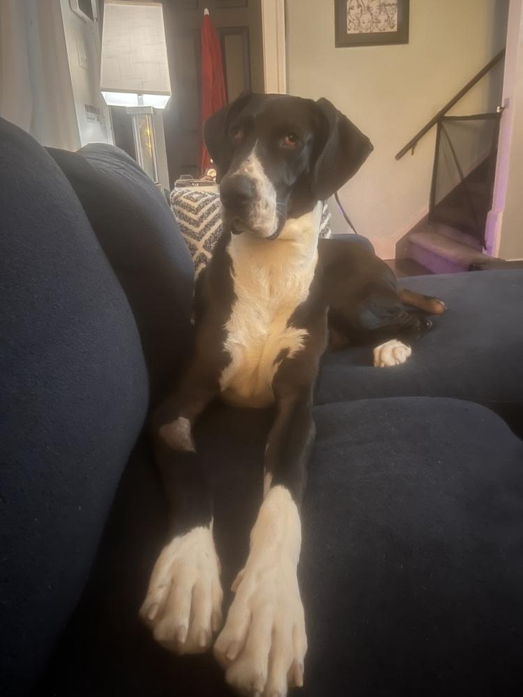 Momo (Moose), a Adoptable mixed breed in Plymouth, MI image 6/6