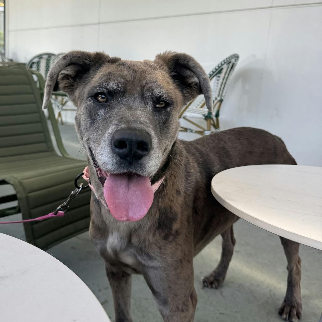 Enlarge Scrunchie, a Adoptable Mixed Breed in Bentonville, AR image 1/6