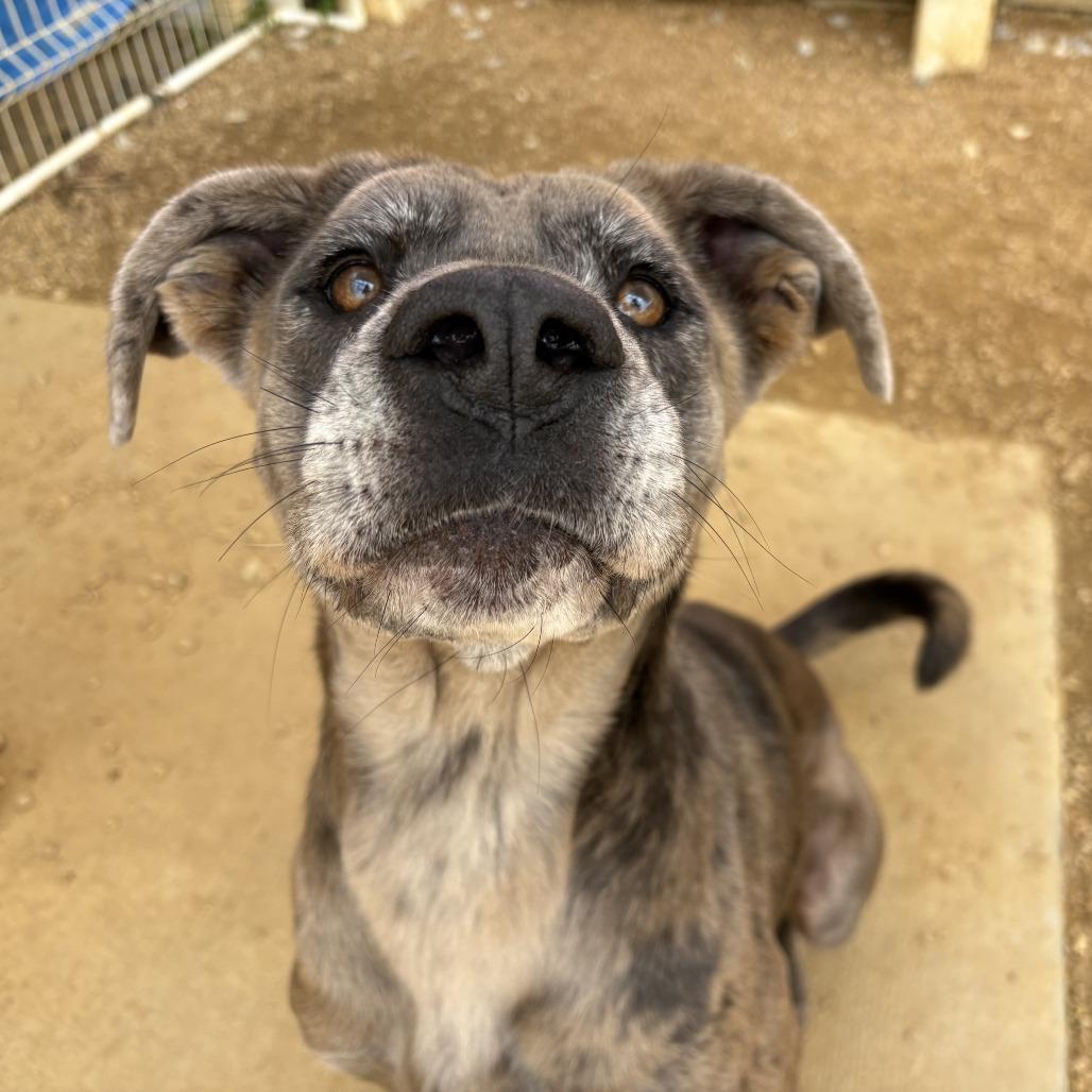 Enlarge Scrunchie, a Adoptable Mixed Breed in Bentonville, AR image 2/6
