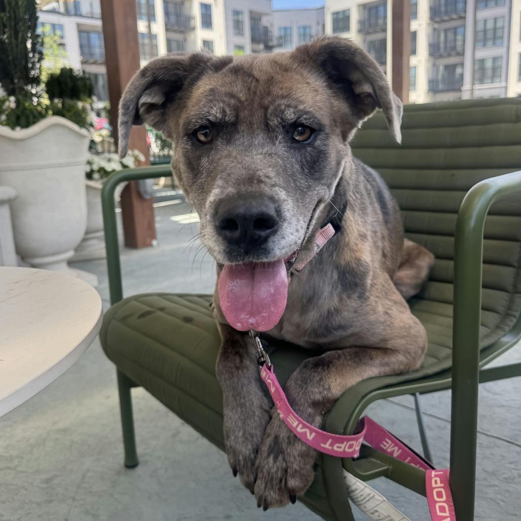 Enlarge Scrunchie, a Adoptable Mixed Breed in Bentonville, AR image 3/6