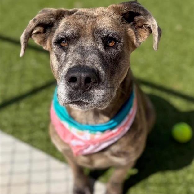 Enlarge Scrunchie, a Adoptable Mixed Breed in Bentonville, AR image 4/6