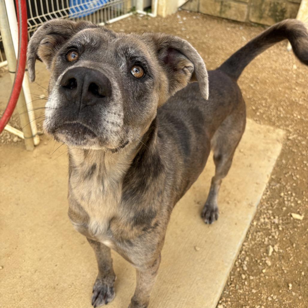 Enlarge Scrunchie, a Adoptable Mixed Breed in Bentonville, AR image 5/6