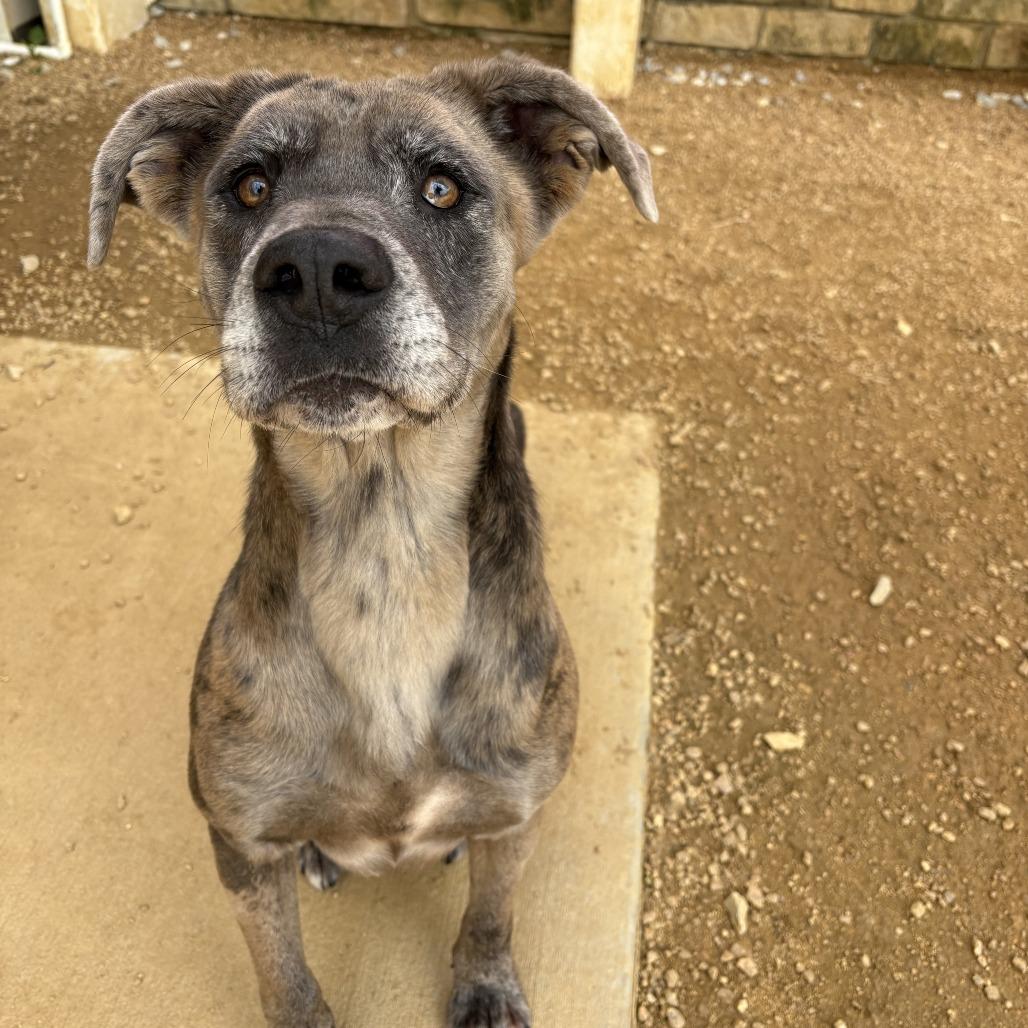 Enlarge Scrunchie, a Adoptable Mixed Breed in Bentonville, AR image 6/6
