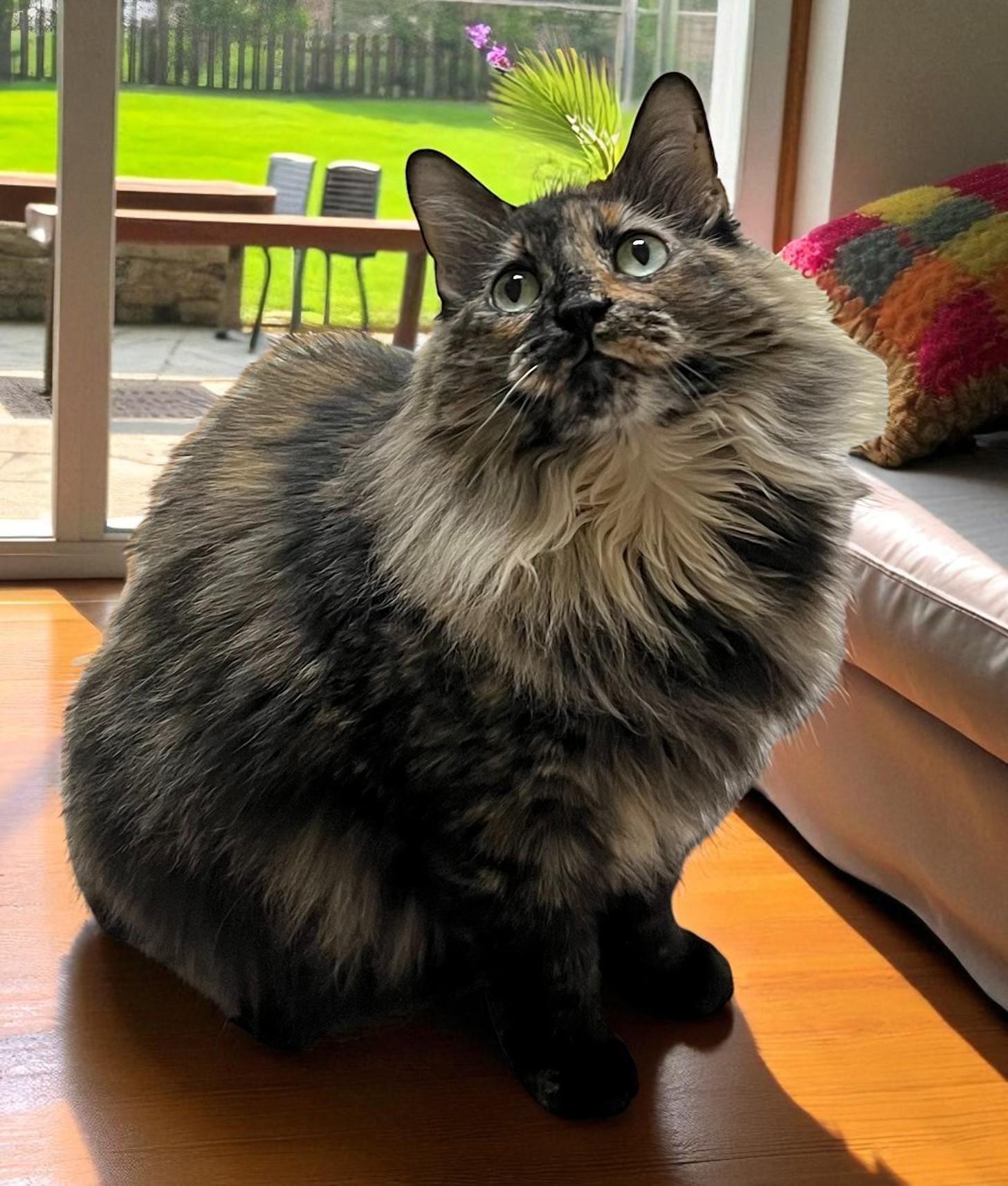 Charlotte, Adult Female Domestic Long Hair