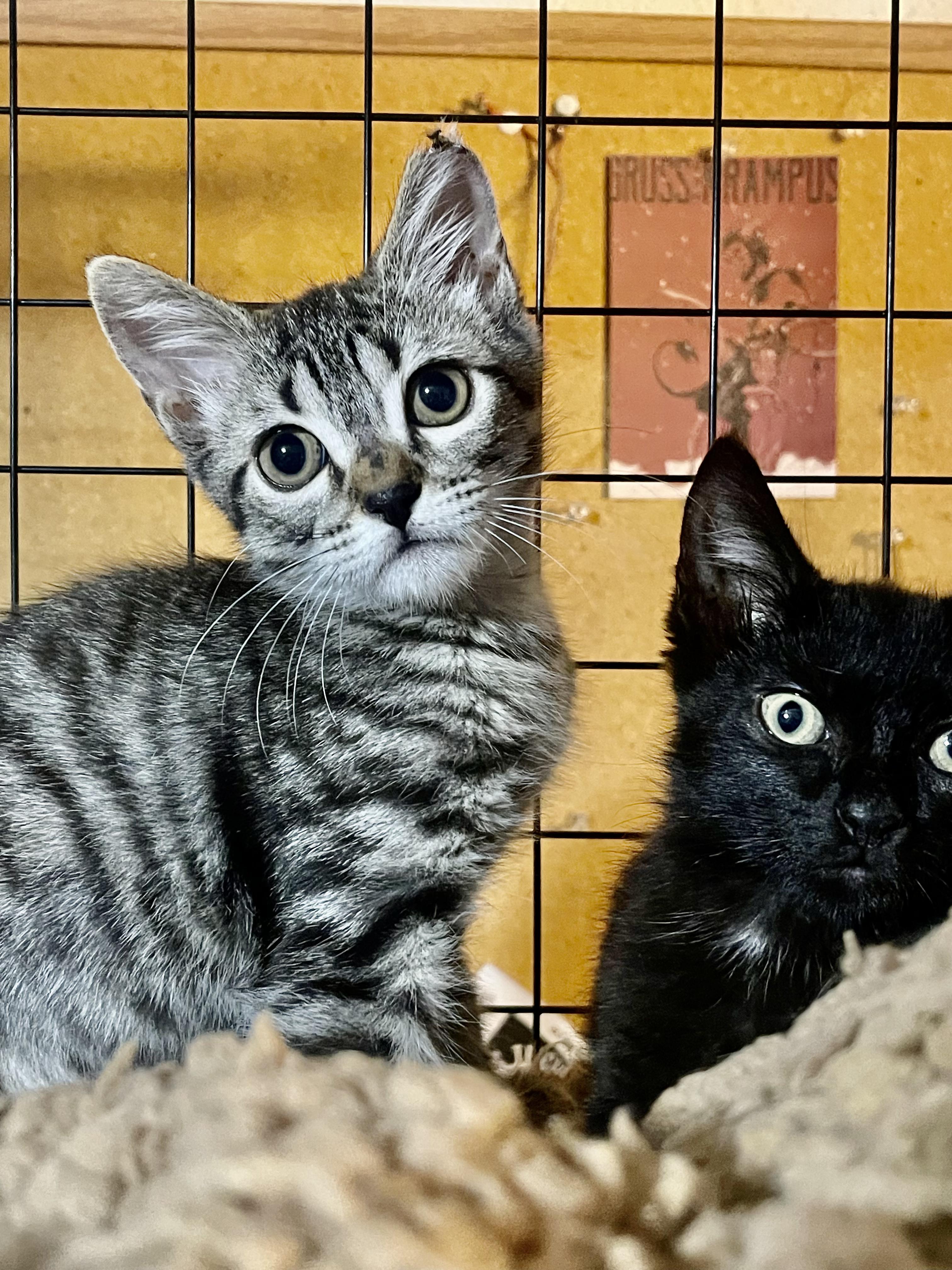 Dash (video to come!!), a Adoptable Domestic Short Hair in Brattleboro, VT image 1/5