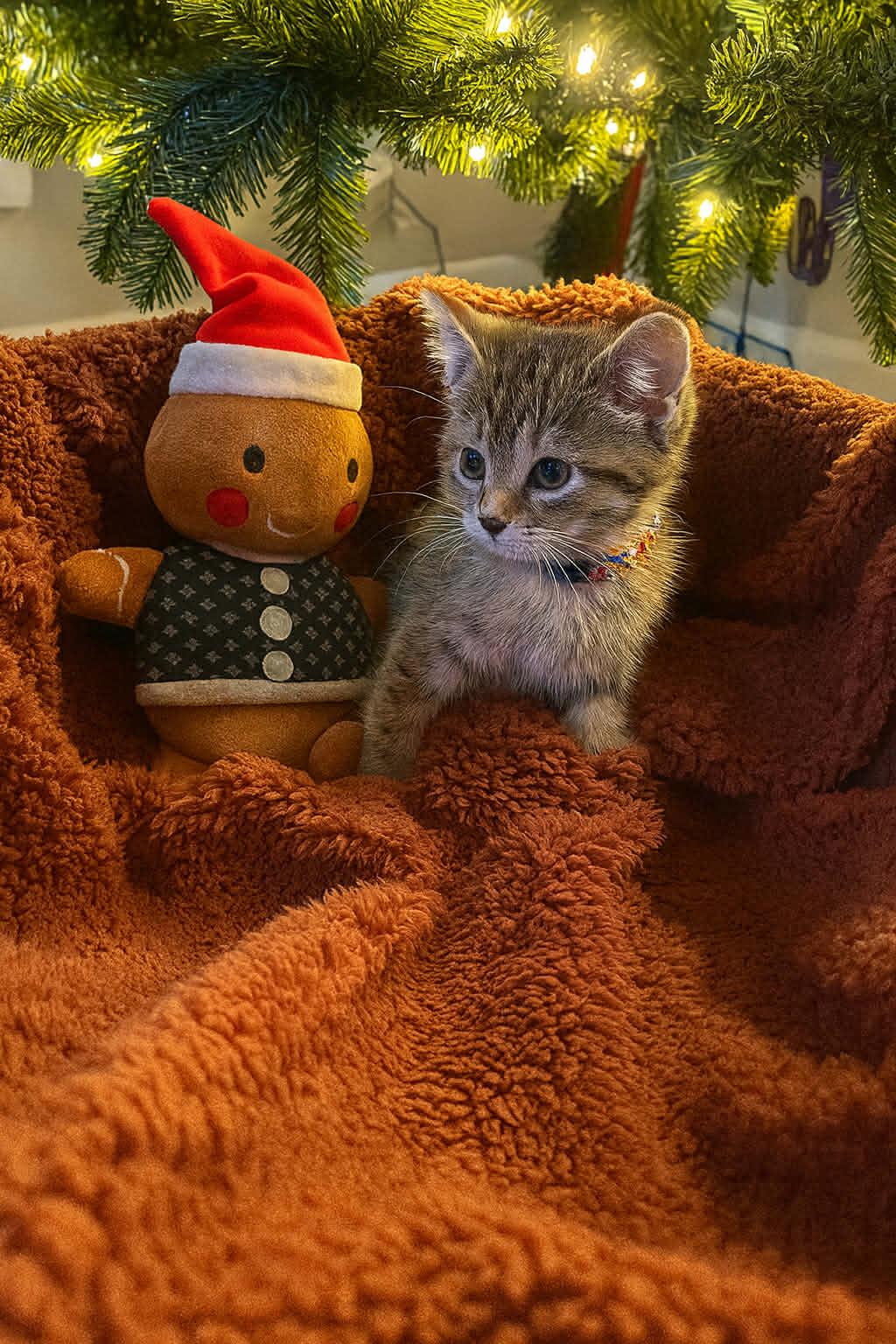 Enlarge Hazel, an adopted Torbie in Wilmington, NC image 3/4