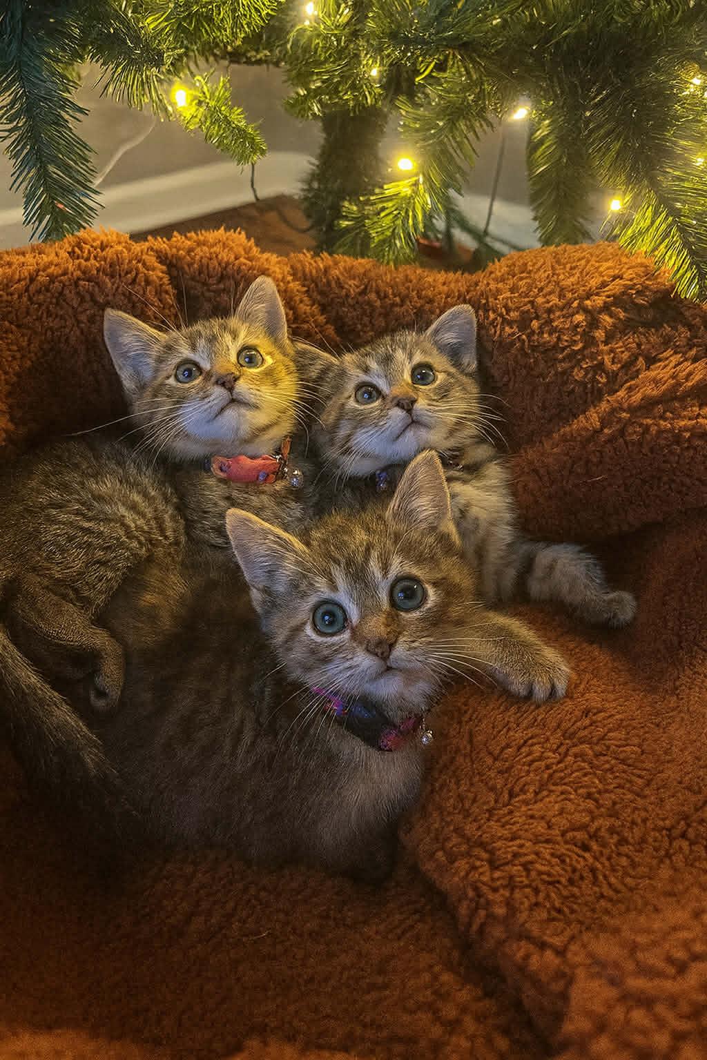 Enlarge Hazel, an adopted Torbie in Wilmington, NC image 4/4