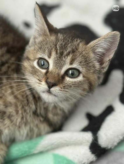 Enlarge Hazel, an adopted Torbie in Wilmington, NC image 2/4