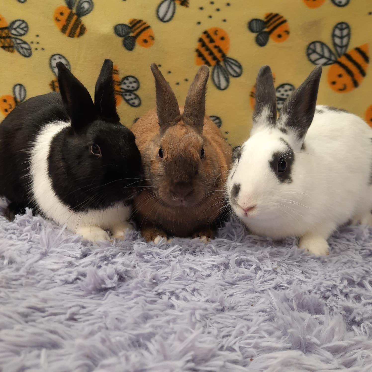 Enlarge Cofetti & Shimmer & Stardust, an adopted Bunny Rabbit in Fountain Valley, CA image 2/3
