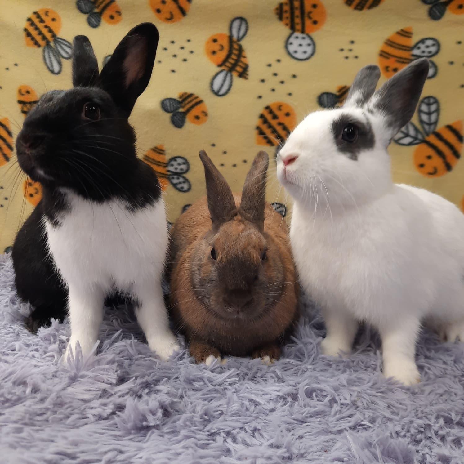 Enlarge Cofetti & Shimmer & Stardust, an adopted Bunny Rabbit in Fountain Valley, CA image 1/3