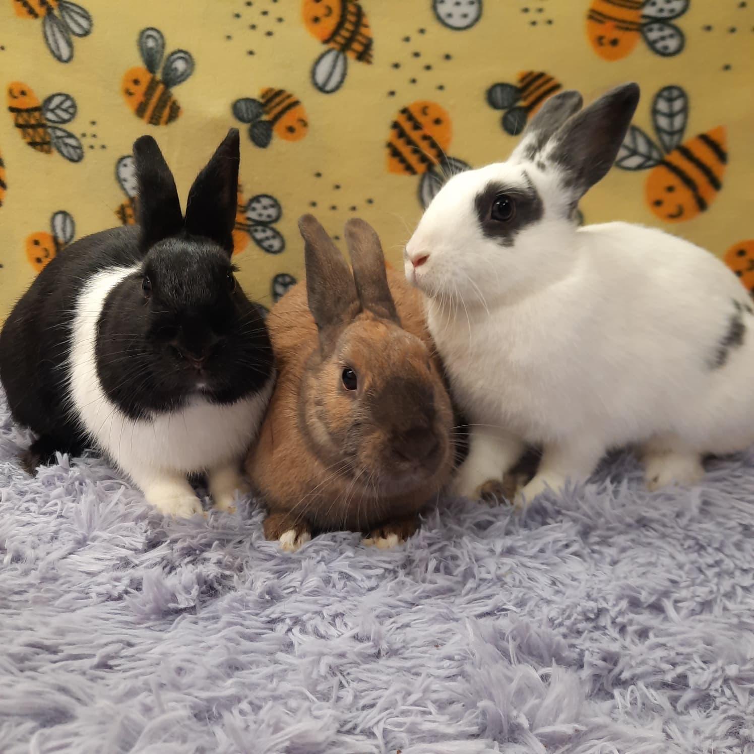 Enlarge Cofetti & Shimmer & Stardust, an adopted Bunny Rabbit in Fountain Valley, CA image 3/3