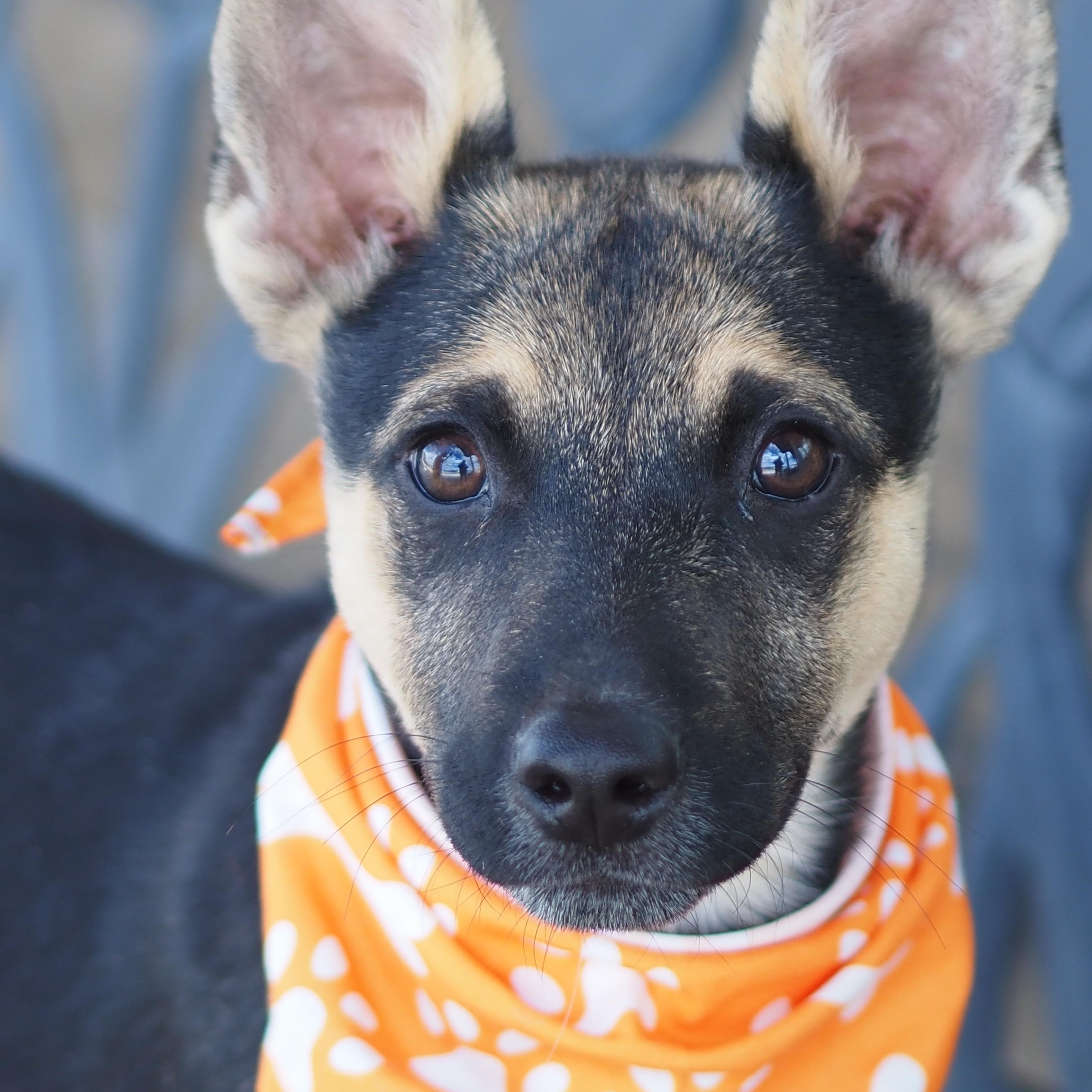 Tiny Tim, Adoptable, Young Male Shepherd.