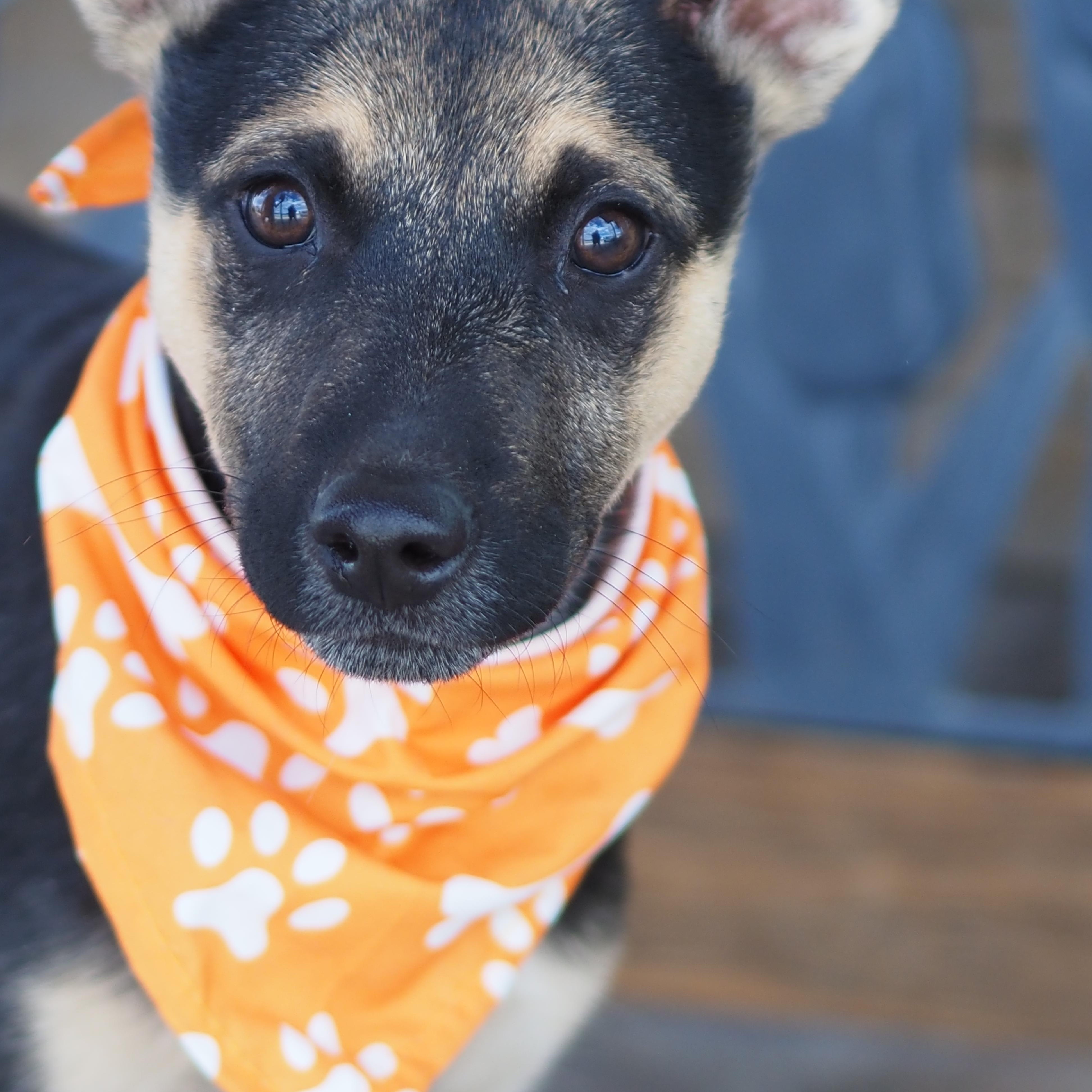 Enlarge Tiny Tim, a Adoptable mixed breed in Buena Vista, CO image 2/3