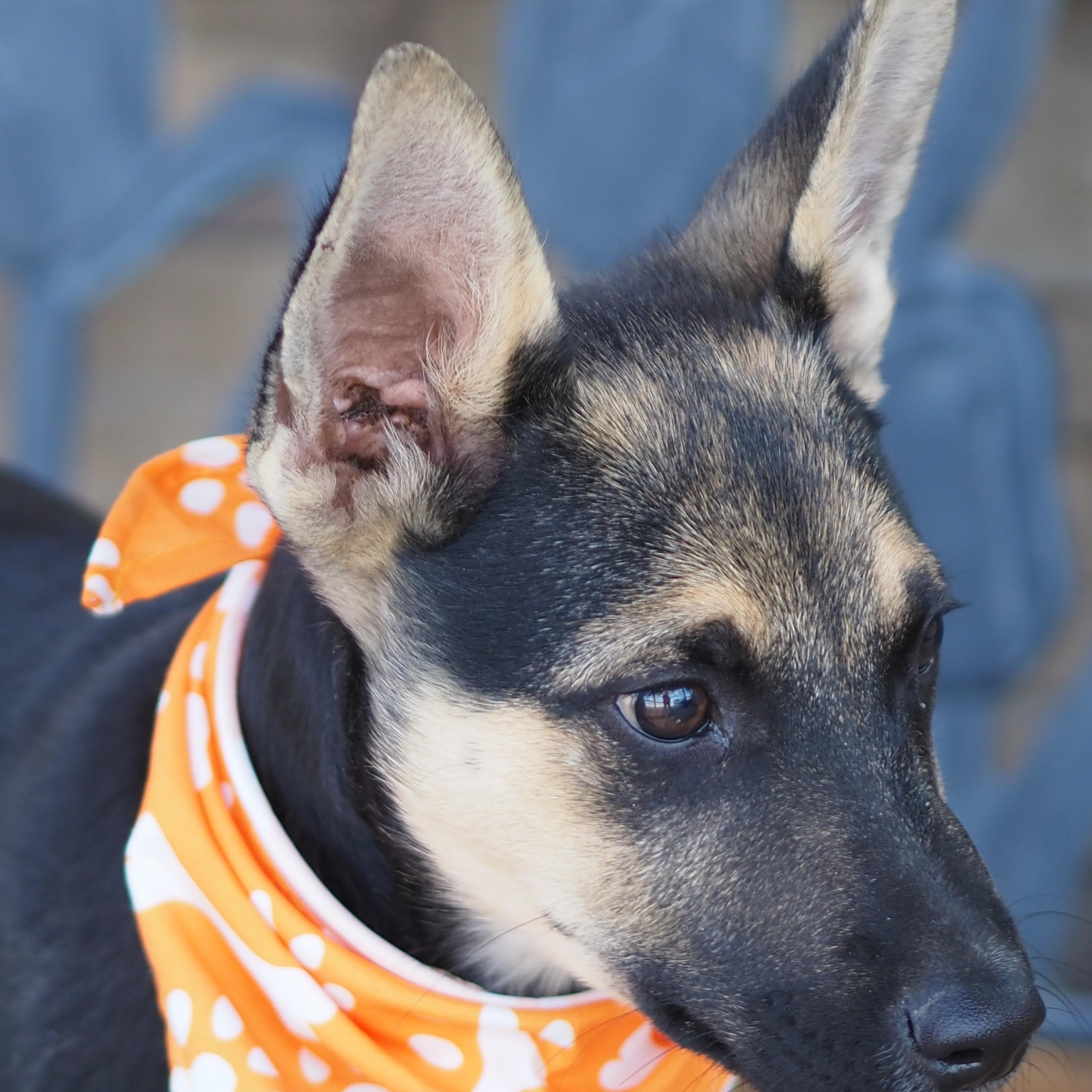 Enlarge Tiny Tim, a Adoptable mixed breed in Buena Vista, CO image 3/3