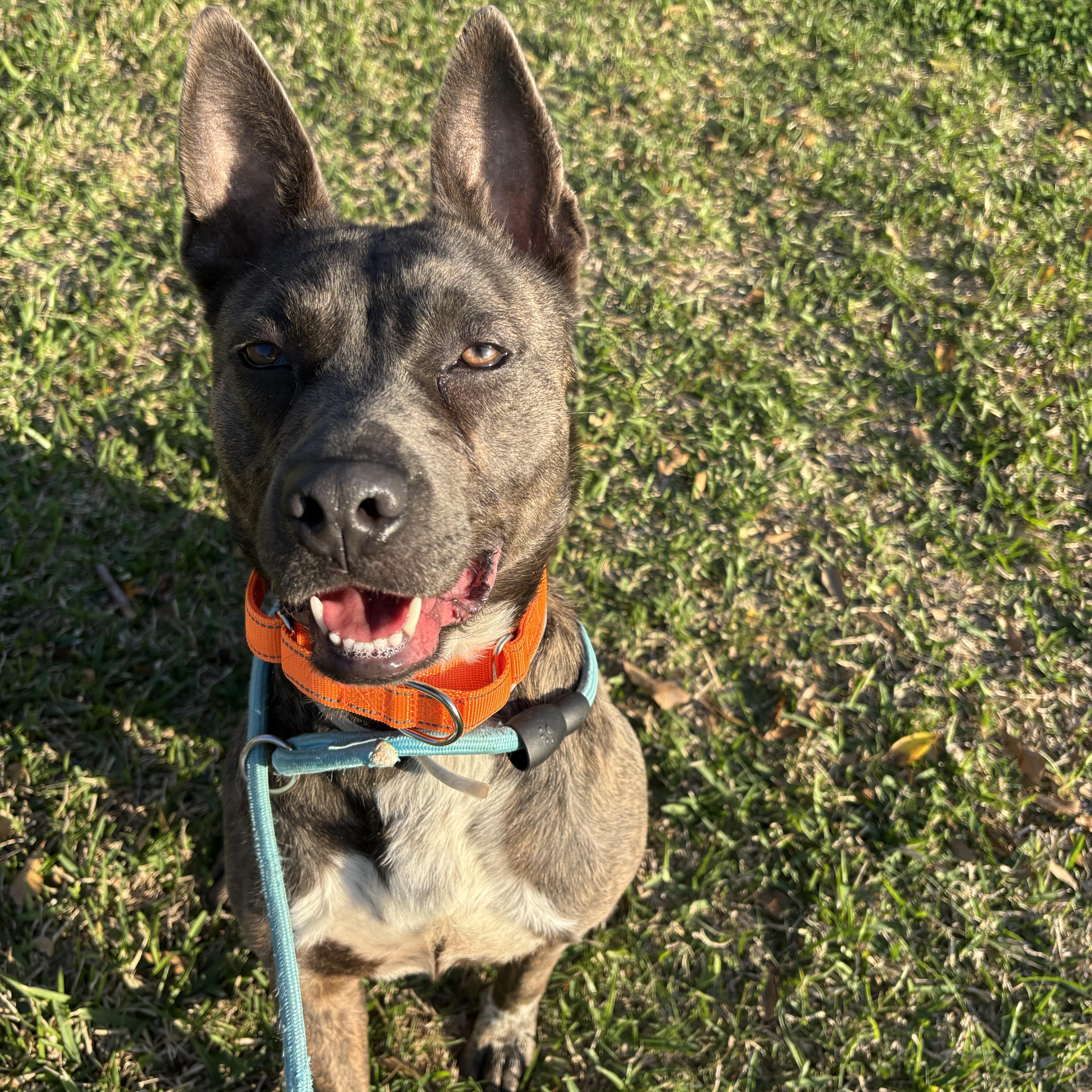Enlarge Rajah, a Adoptable mixed breed in Robbinsville, NJ image 5/5