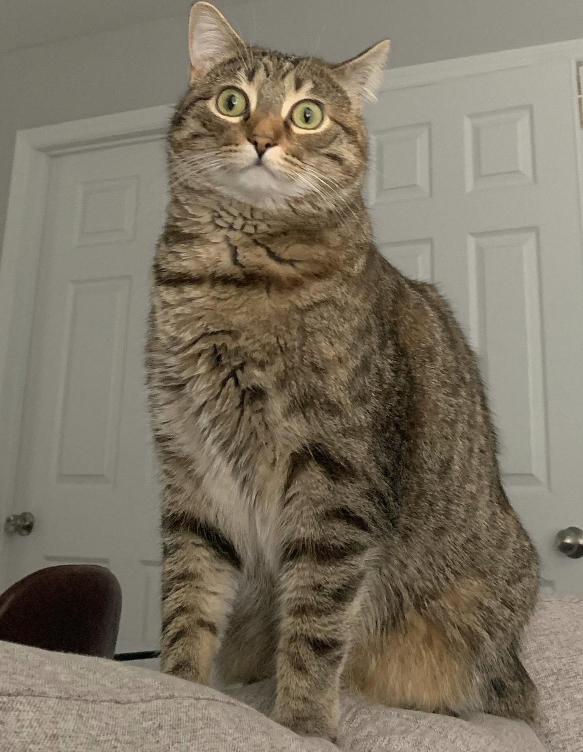 Peeper, Adoptable, Adult Female Domestic Medium Hair.