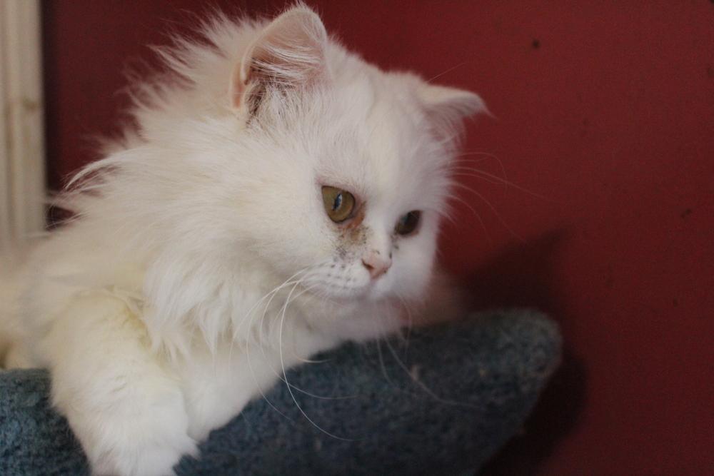 Enlarge Lara, a Adoptable Persian in WOLCOTT, CT image 1/6