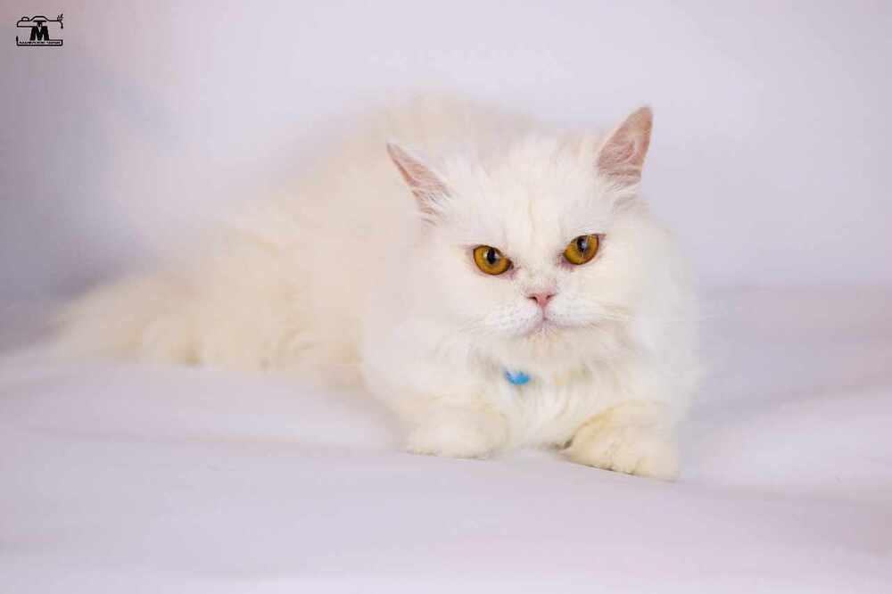 Enlarge Lara, a Adoptable Persian in WOLCOTT, CT image 2/6