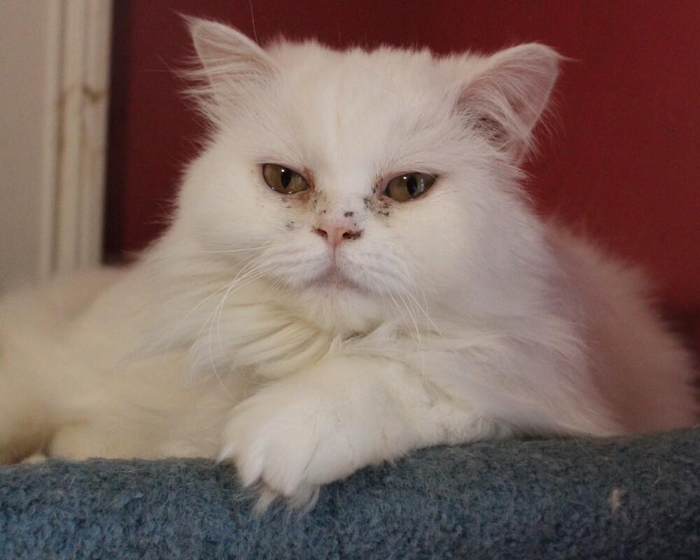 Enlarge Lara, a Adoptable Persian in WOLCOTT, CT image 3/6