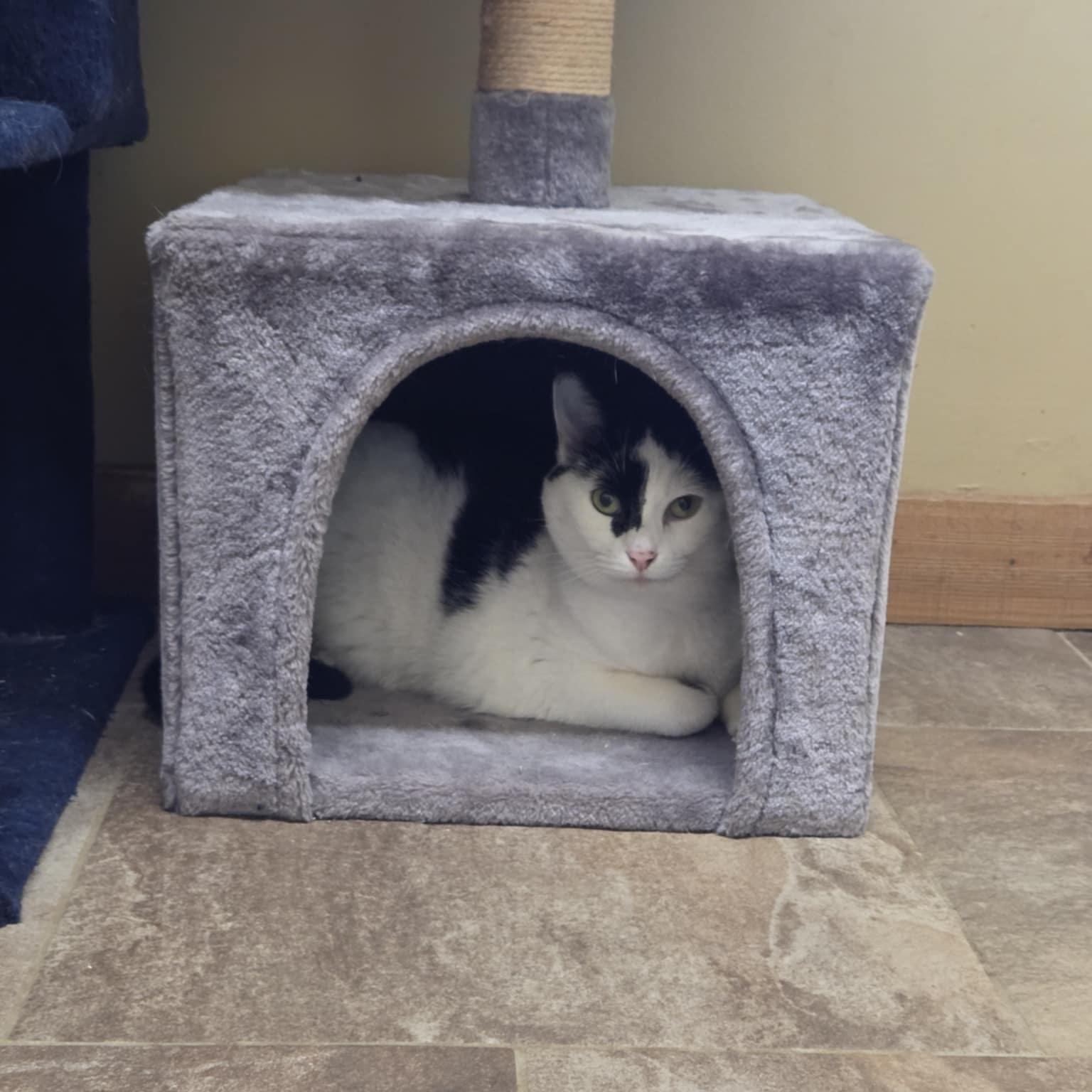 Enlarge Abby, a ADOPTABLE Domestic Short Hair in Lancaster, KY image 3/5