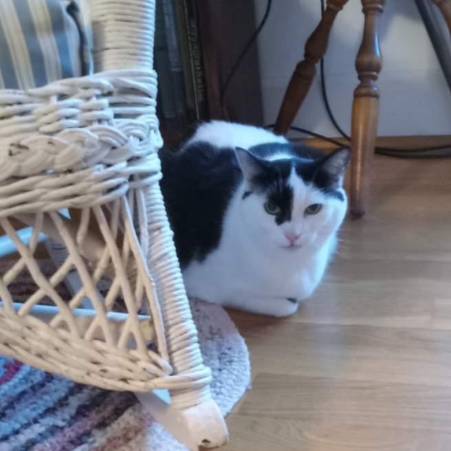 Enlarge Abby, a ADOPTABLE Domestic Short Hair in Lancaster, KY image 5/5