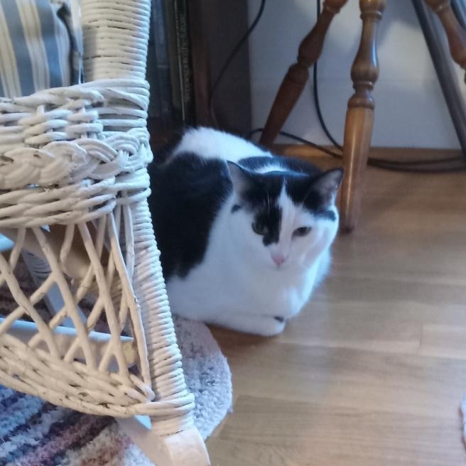 Enlarge Abby, a ADOPTABLE Domestic Short Hair in Lancaster, KY image 4/5