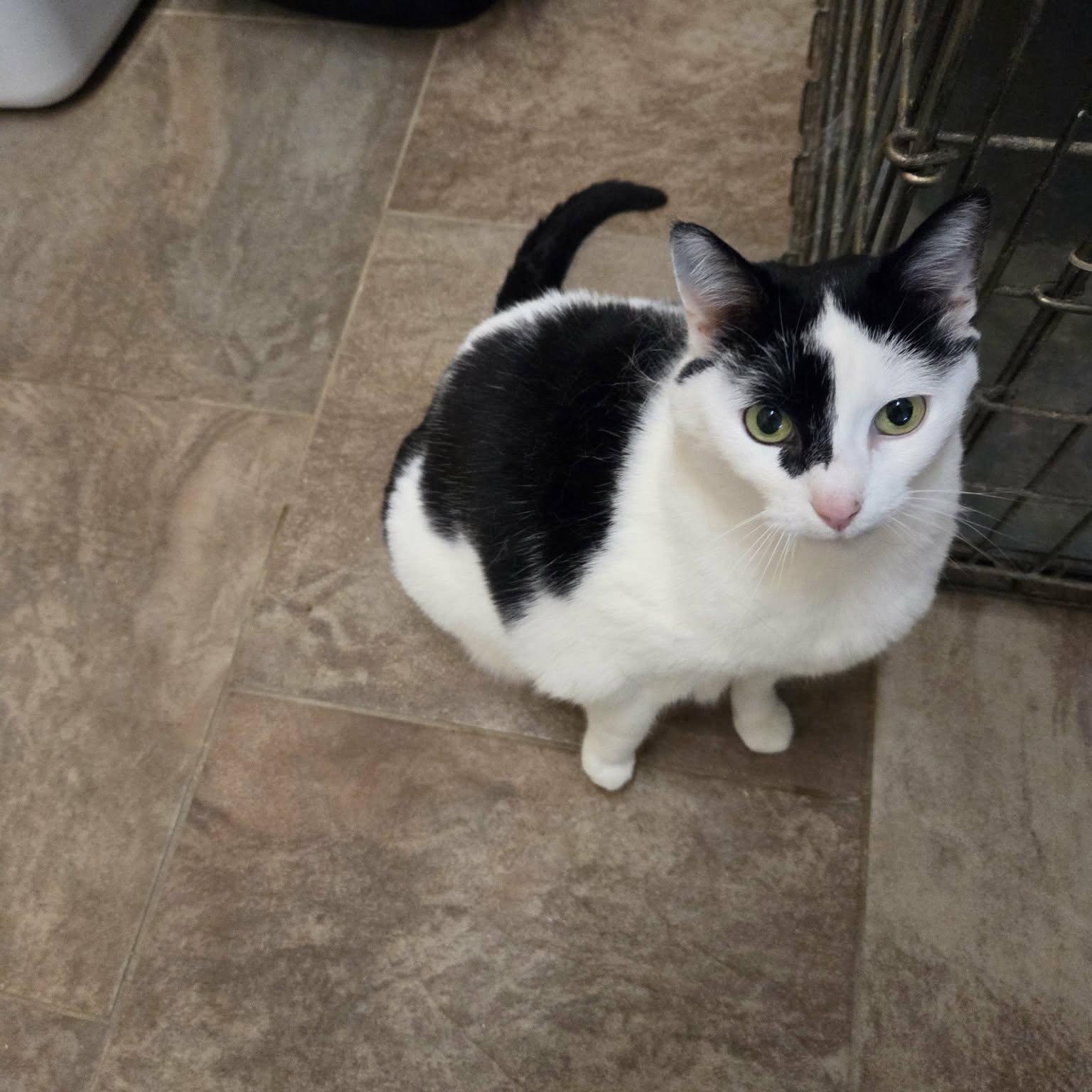 Enlarge Abby, a ADOPTABLE Domestic Short Hair in Lancaster, KY image 1/5