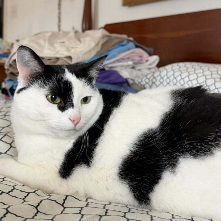 Enlarge Abby, a ADOPTABLE Domestic Short Hair in Lancaster, KY image 2/5