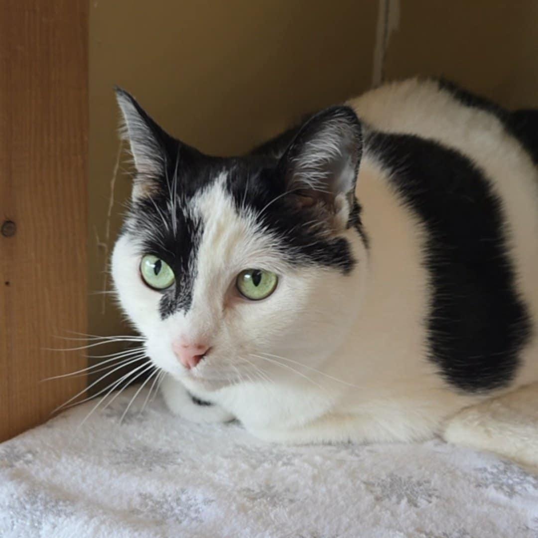 Enlarge Abby, a ADOPTABLE Domestic Short Hair in Lancaster, KY image 4/5