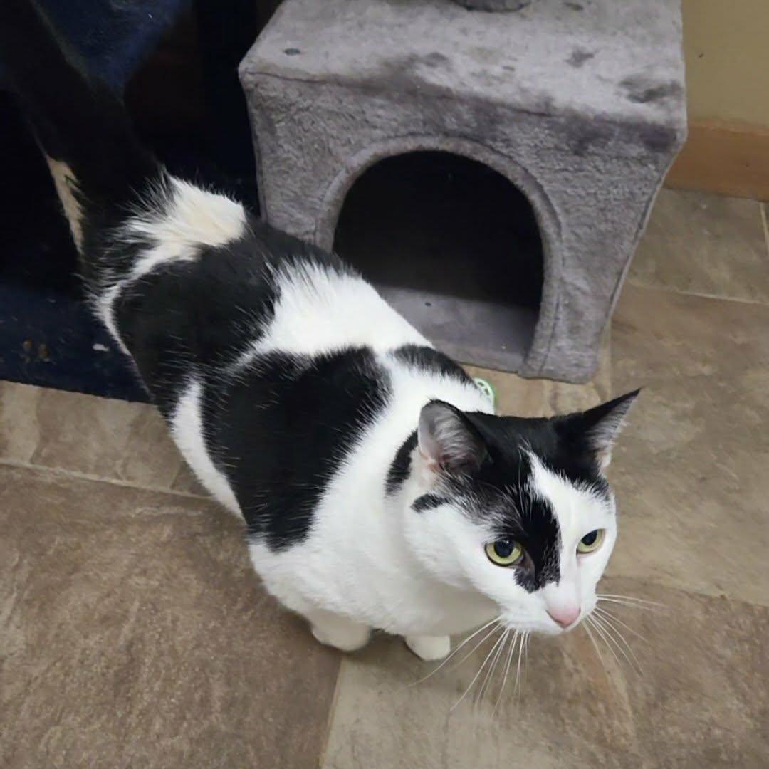 Enlarge Abby, a ADOPTABLE Domestic Short Hair in Lancaster, KY image 2/5