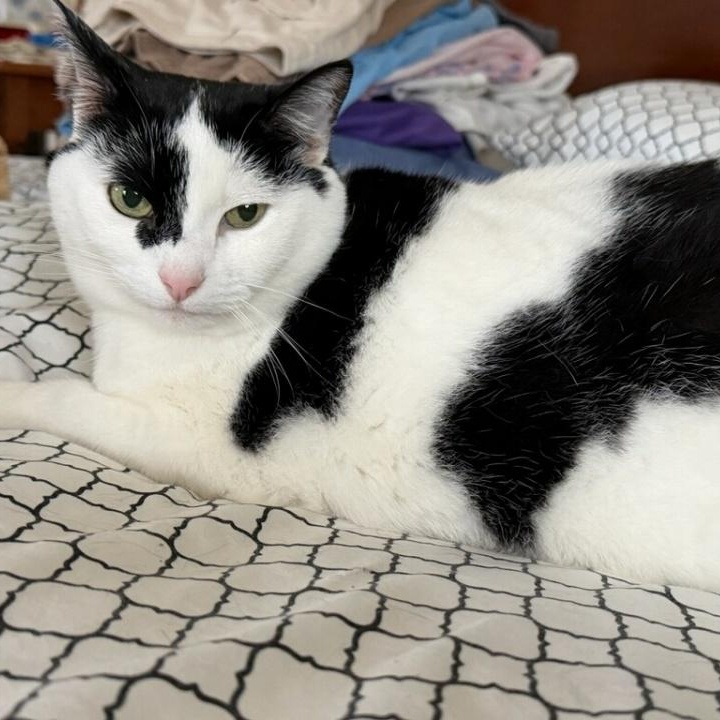 Abby, ADOPTABLE, Senior Female Domestic Short Hair.