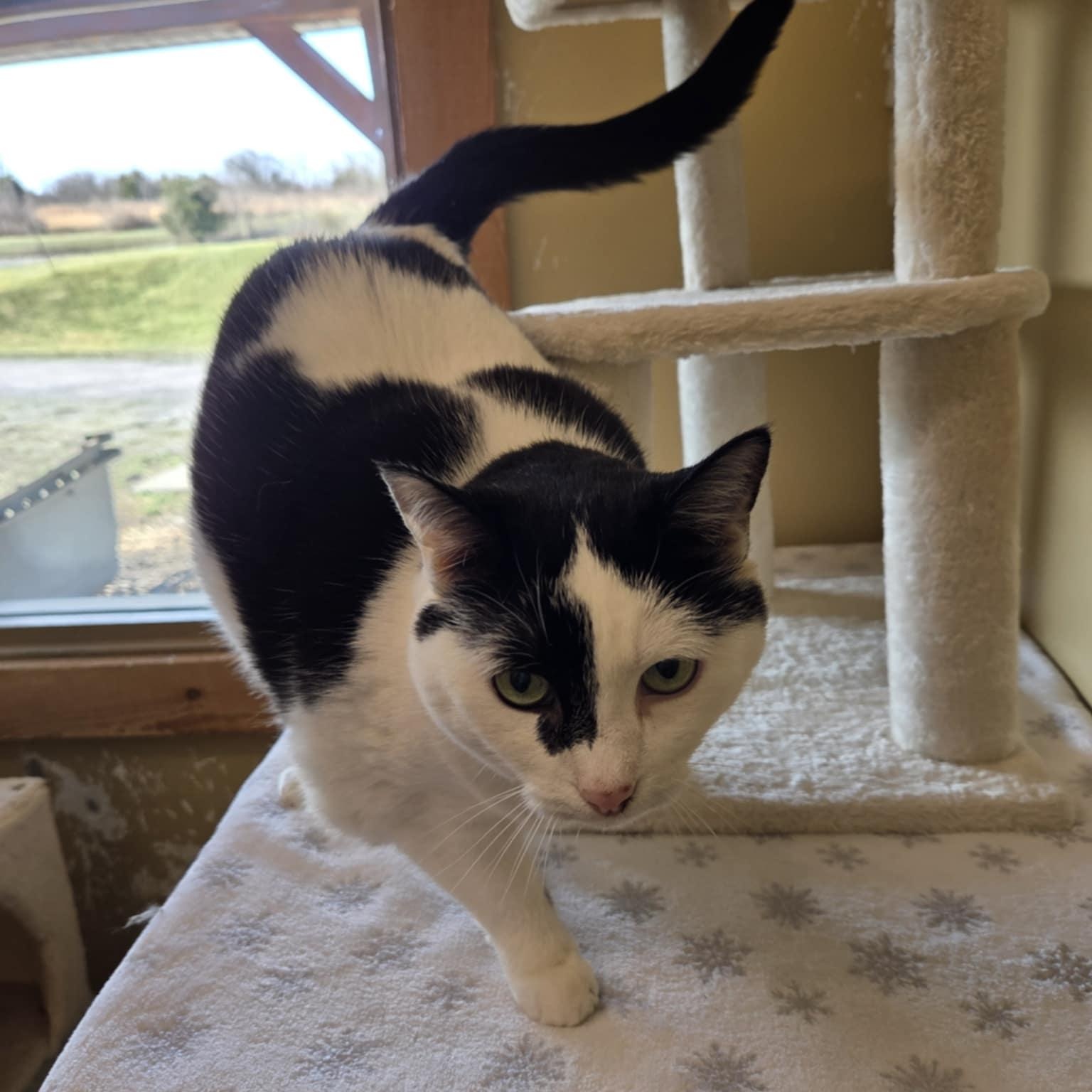 Enlarge Abby, a ADOPTABLE Domestic Short Hair in Lancaster, KY image 5/5