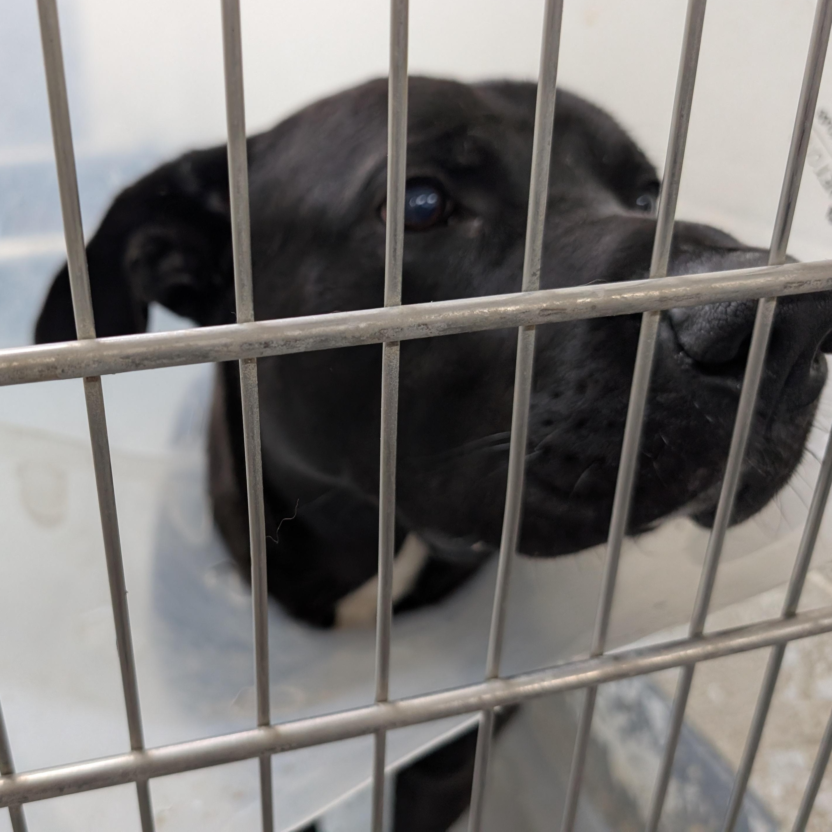 Enlarge 189719 LOOKING FOR OWNER, a ADOPTABLE mixed breed in Ravenna, OH image 1/2