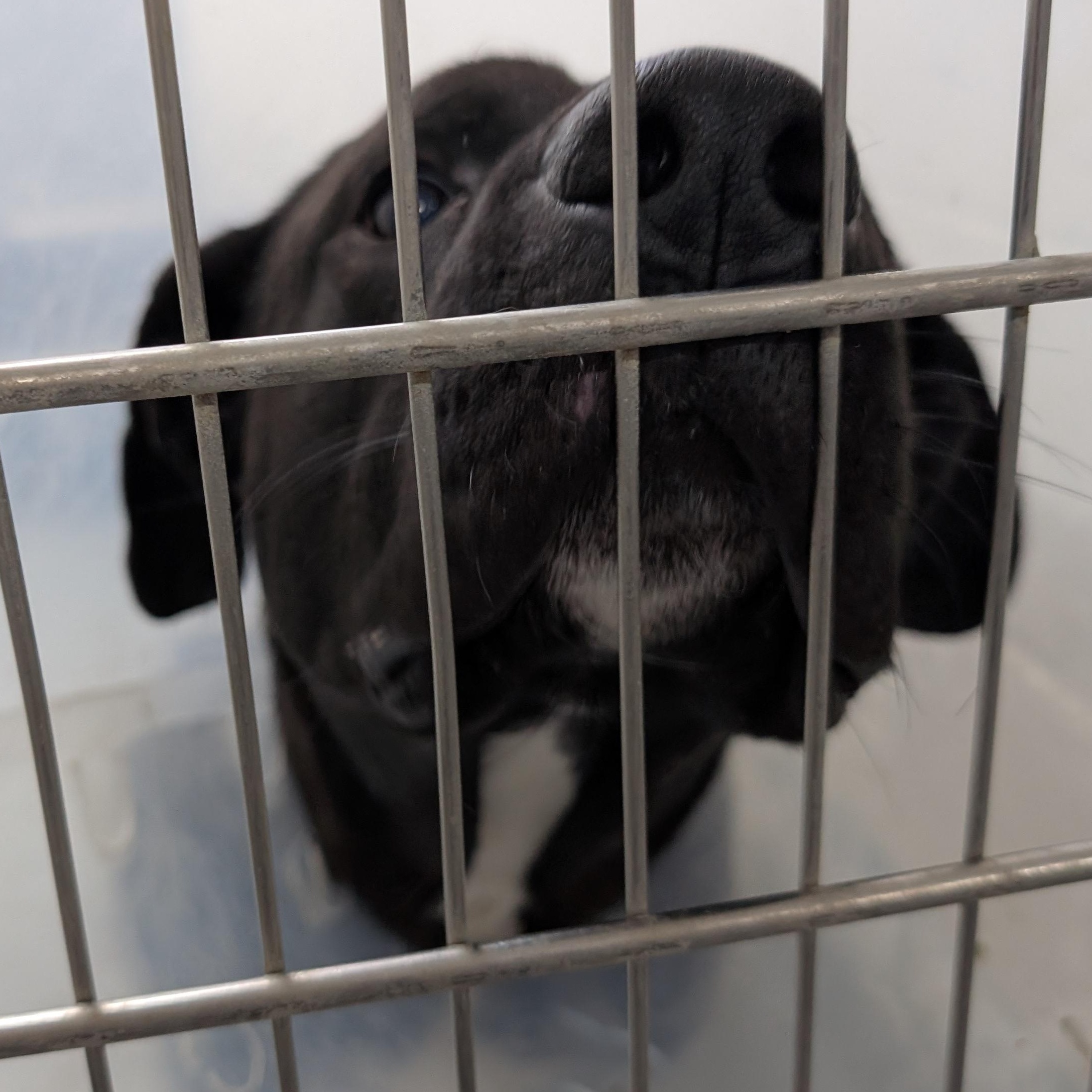 Enlarge 189719 LOOKING FOR OWNER, a ADOPTABLE mixed breed in Ravenna, OH image 2/2