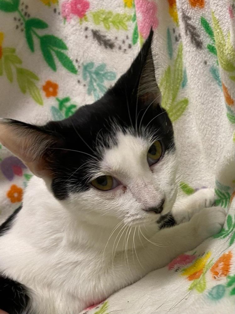 7828 Betty, Adoptable, Kitten Female Domestic Short Hair.