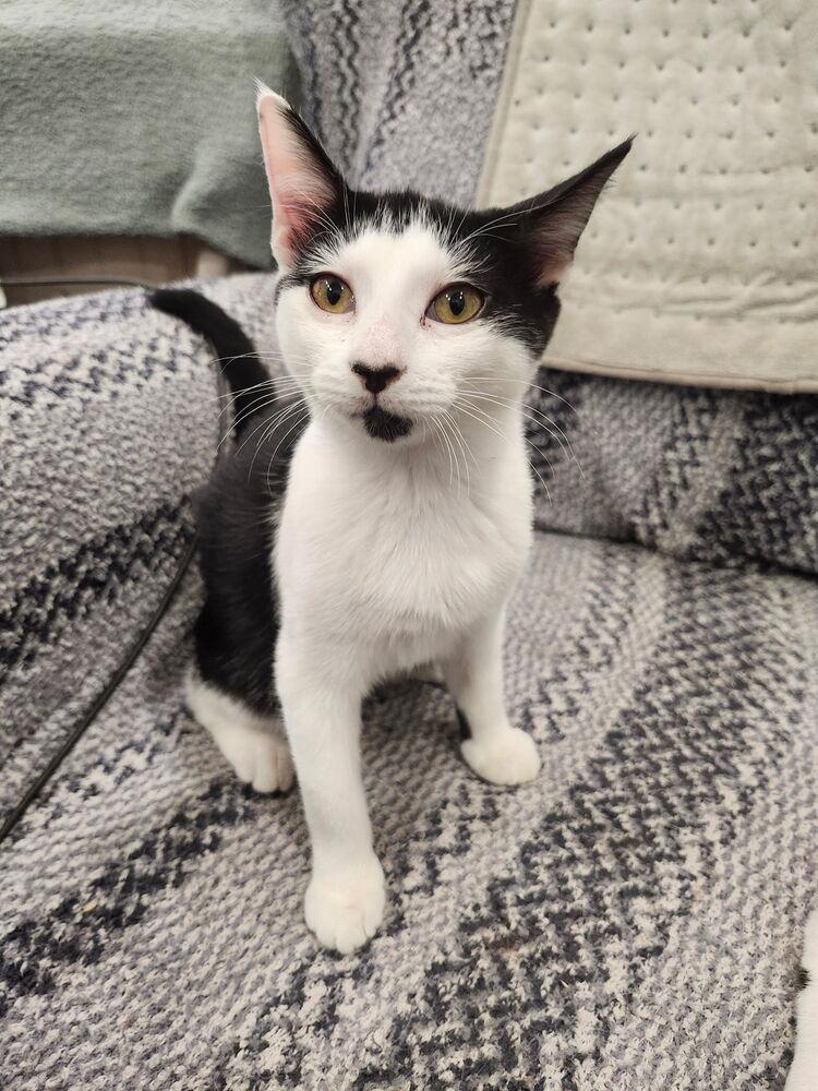 Enlarge 7828 Betty, a Adoptable Domestic Short Hair in Hartwell, GA image 2/2