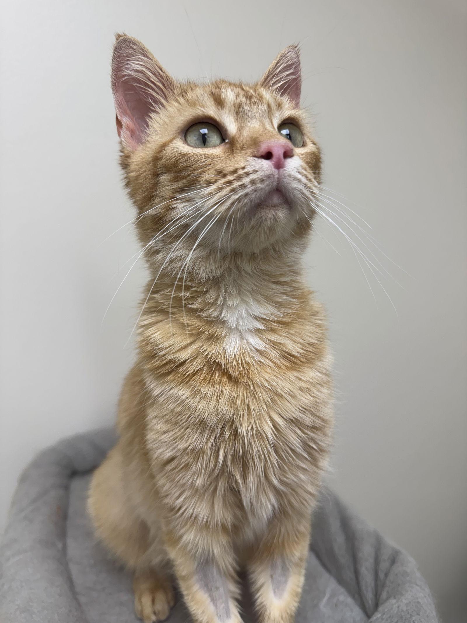 Enlarge Jupiter, a Adopted Domestic Short Hair in Reston, VA image 1/3